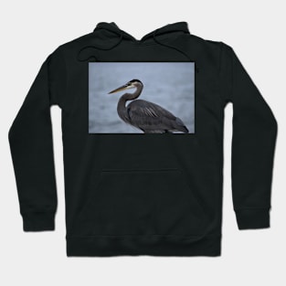 Great Blue Heron 21 Hoodie